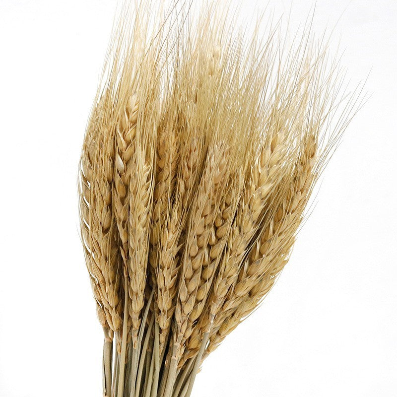 天然乾燥麥穗