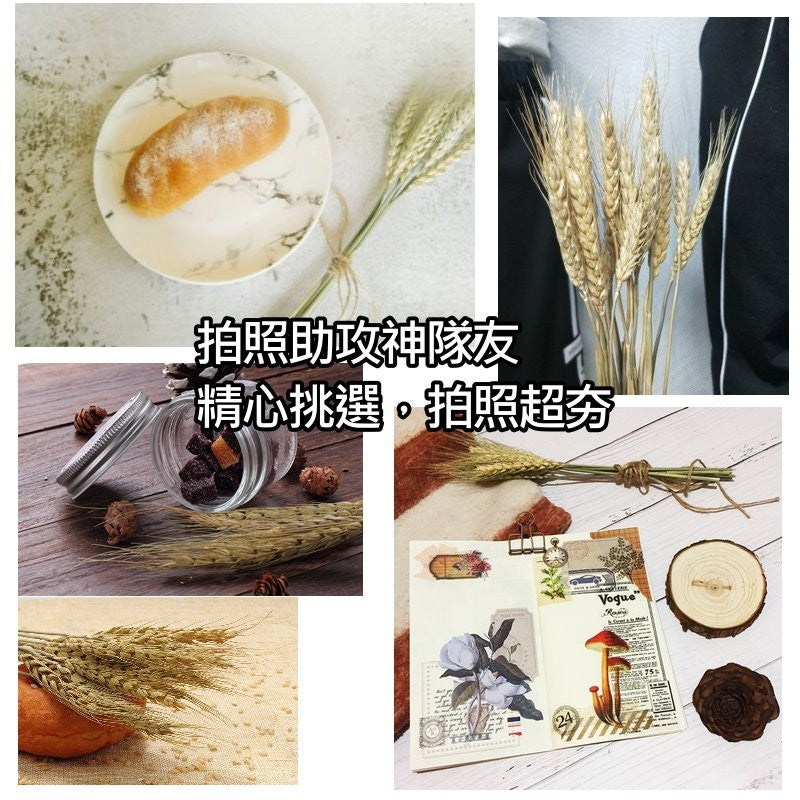 天然乾燥麥穗
