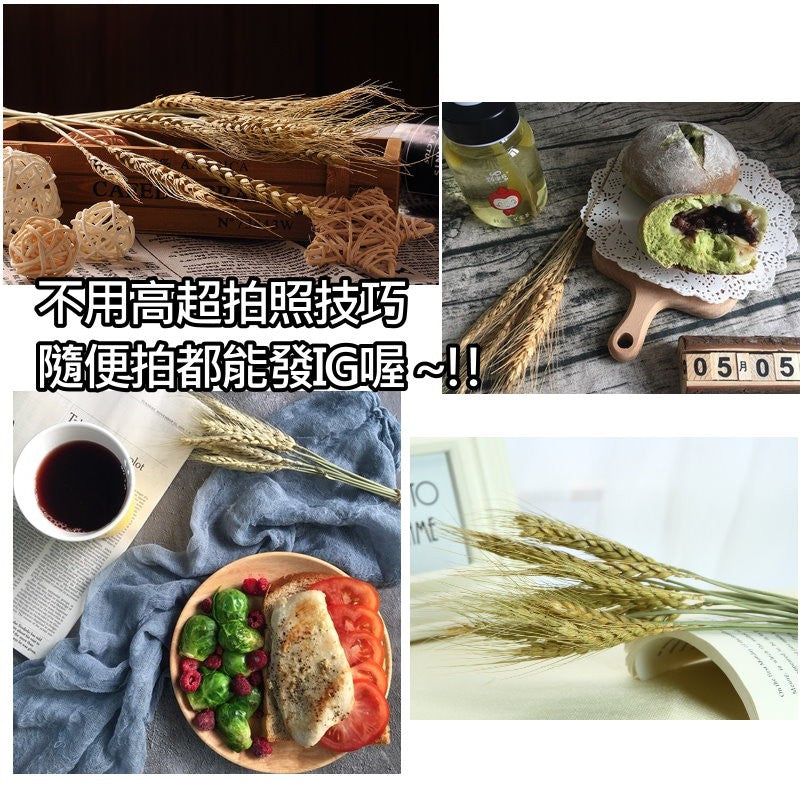 天然乾燥麥穗