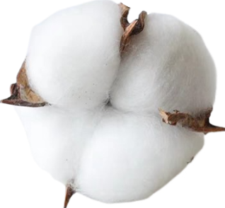 天然乾燥棉花