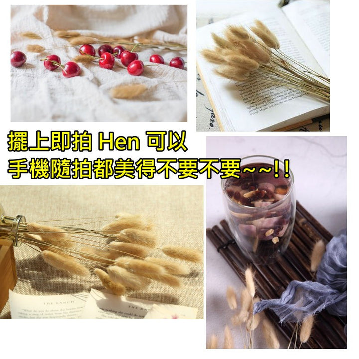 天然兔尾草-拍照道具狗尾巴乾燥花兔尾草 | 小藍湖產品形象專家