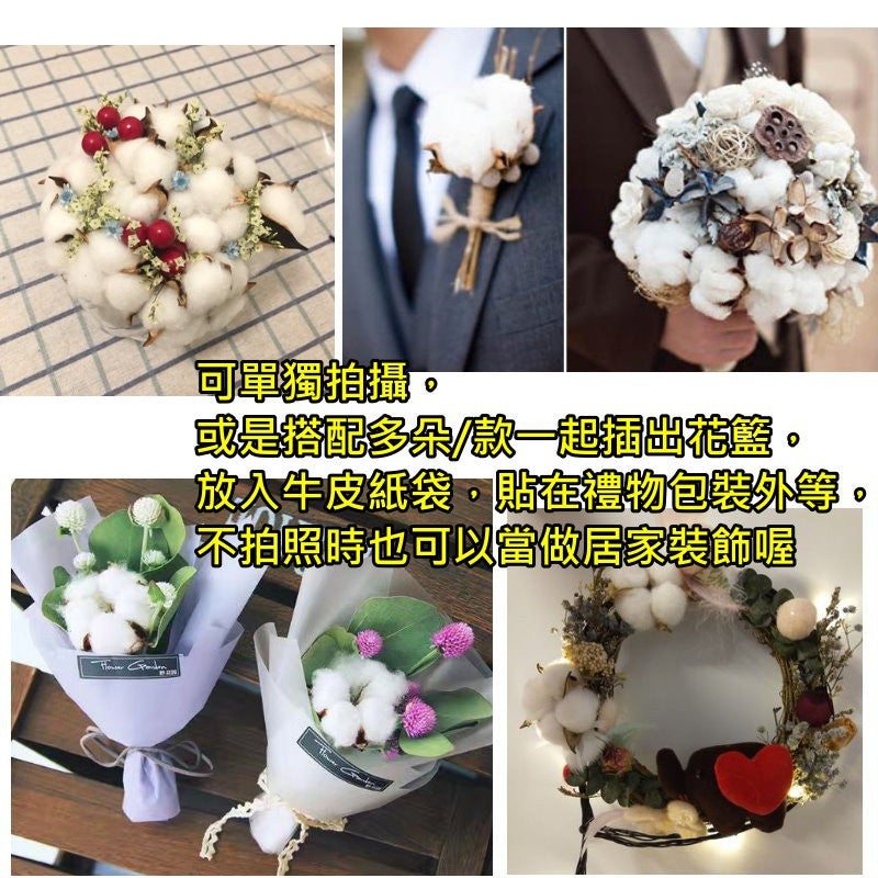 天然棉花-拍照道具拍攝背景單頭棉花永生花乾燥棉花 | 小藍湖產品形象專家