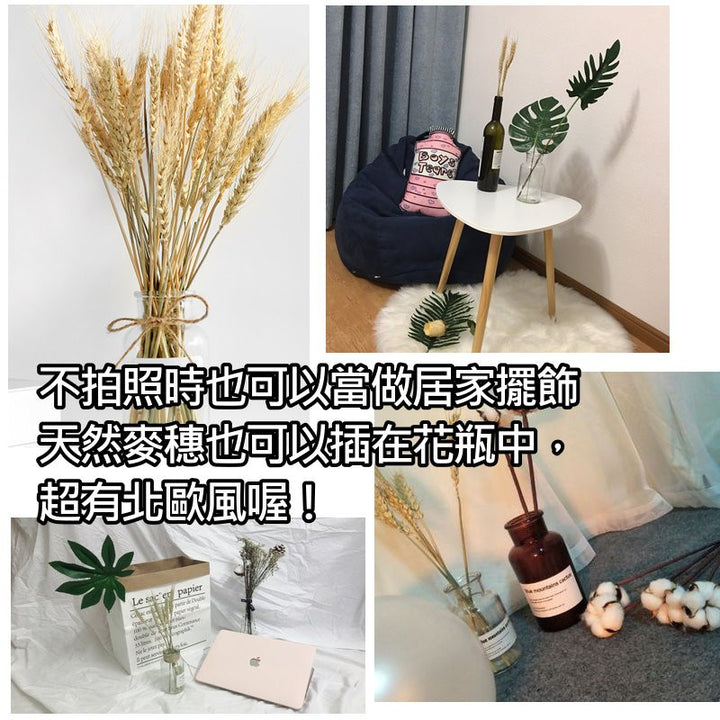 天然麥穗-拍照道具乾燥麥穗美食攝影道具 | 小藍湖產品形象專家
