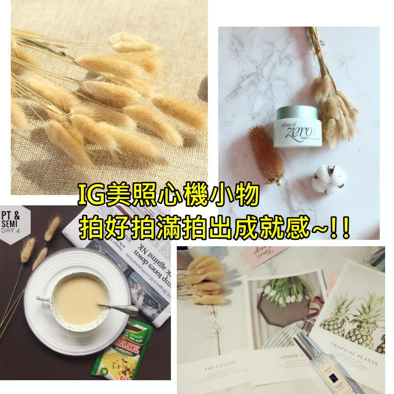 天然乾燥兔尾草